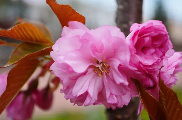 Pink White Flowers Close Photography Pink White Cherry Blossom Pink — Stock Photo, Image