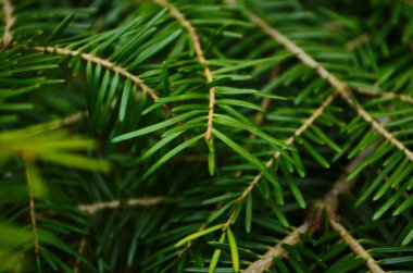 Noel ağacı dalları arka planda. Noel ağacı duvar kağıdı. Boşluğu kopyala.