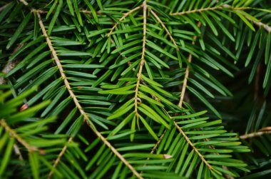 Noel ağacı dalları arka planda. Noel ağacı duvar kağıdı. Boşluğu kopyala.