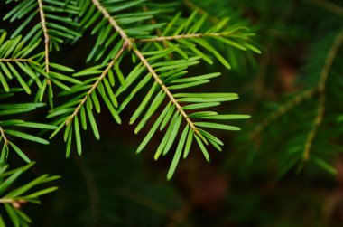 Noel ağacı dalları arka planda. Noel ağacı duvar kağıdı. Boşluğu kopyala.