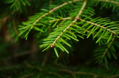 Noel ağacı dalları arka planda. Noel ağacı duvar kağıdı. Boşluğu kopyala.