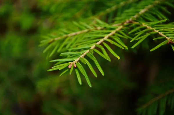 Christmas Fir Tree Branches Background Christmas Pine Tree Wallpaper Copy — Stock Photo, Image