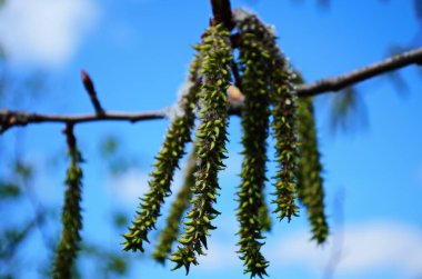 Şiş tomurcuklar ve ilk filizler şehrin parklarında ve meydanlarında bahar uyanışı sırasında çekiliyor..