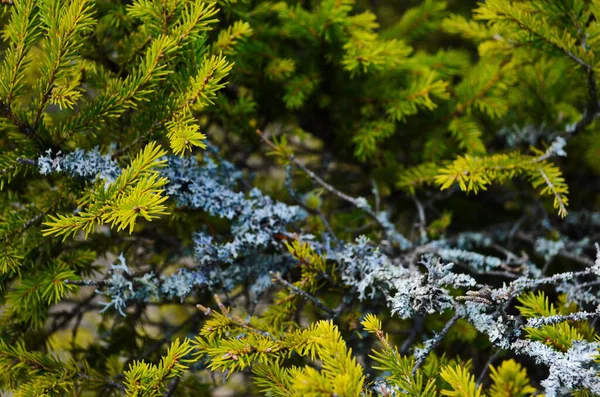Gray Lichen Green Spruce Branch — Stock Photo, Image
