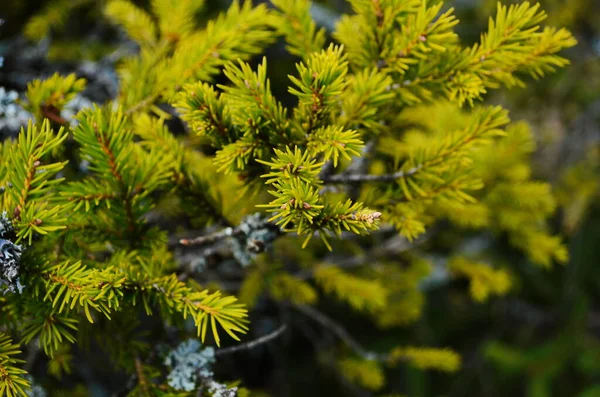 绿色云杉枝上的灰色苔藓 — 图库照片