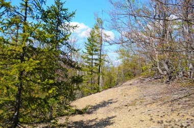 Sabahın erken saatlerinde dağların silueti. Baharın başındaki dağ yamaçlarının manzarası. Güzel doğa manzarası. Karpat Dağları. Ukrayna
