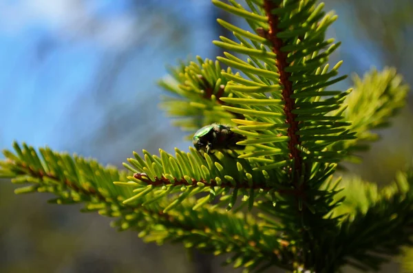 Золота Бронза Cetonia Aurata Вид Coleoptera Підродини Cetoniinae Родини Ламелярних — стокове фото