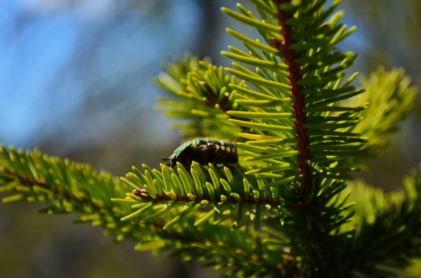 Cetonia Aurata Tipo Coleóptero Familia Scarabaeidae — Foto de Stock