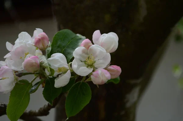 Äpple Blommor Våren Vit Bakgrund — Stockfoto