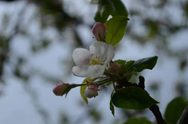 Äpple Blommor Våren Vit Bakgrund — Stockfoto