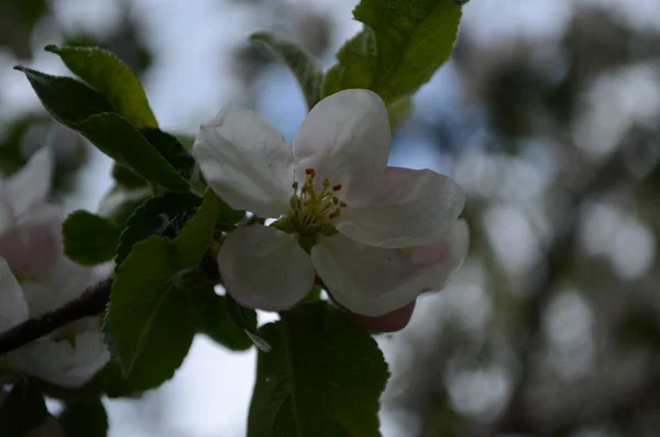 Flores Maçã Primavera Fundo Branco — Fotografia de Stock