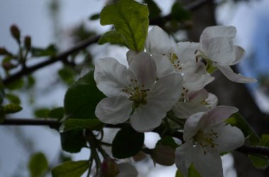 İlkbaharda beyaz arka planda elma çiçekleri açar.