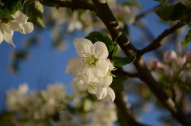 İlkbaharda beyaz arka planda elma çiçekleri açar.