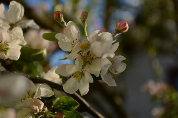 Цвіте Яблуко Навесні Білому Тлі — стокове фото
