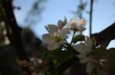 İlkbaharda beyaz arka planda elma çiçekleri açar.