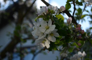 İlkbaharda beyaz arka planda elma çiçekleri açar.