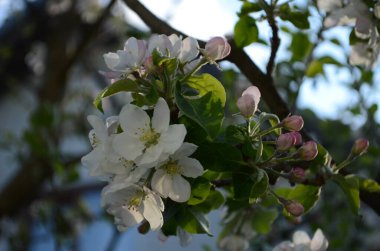 İlkbaharda beyaz arka planda elma çiçekleri açar.