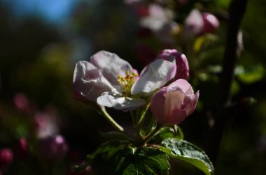 İlkbaharda beyaz arka planda elma çiçekleri açar.