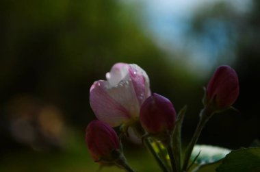 İlkbaharda beyaz arka planda elma çiçekleri açar.