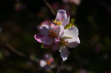 İlkbaharda beyaz arka planda elma çiçekleri açar.