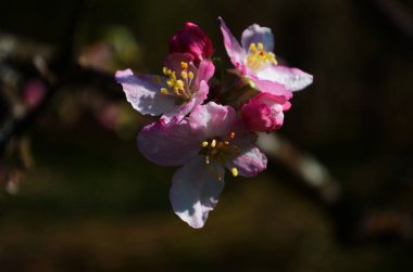 İlkbaharda beyaz arka planda elma çiçekleri açar.