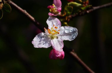 İlkbaharda beyaz arka planda elma çiçekleri açar.