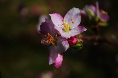 İlkbaharda beyaz arka planda elma çiçekleri açar.