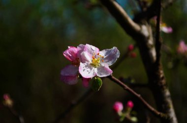 İlkbaharda beyaz arka planda elma çiçekleri açar.