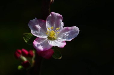 İlkbaharda beyaz arka planda elma çiçekleri açar.