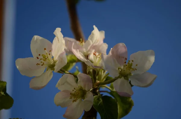 Fleurs Pomme Printemps Sur Fond Blanc — Photo