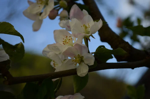 Flores Manzana Primavera Sobre Fondo Blanco — Foto de Stock