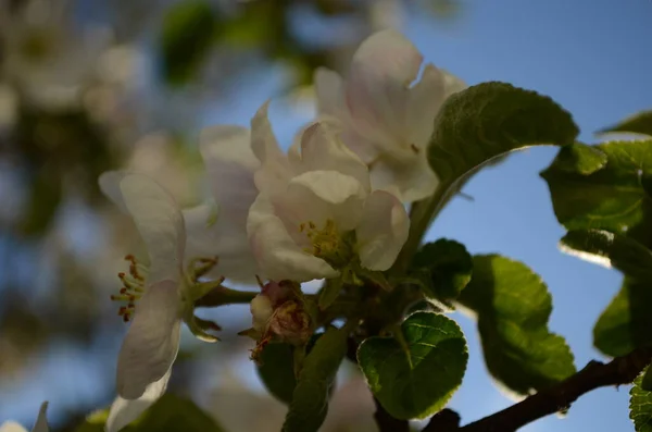 Kwiaty Jabłoni Wiosną Białym Tle — Zdjęcie stockowe