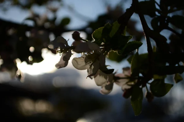 Jablko Kvete Jaře Bílém Pozadí — Stock fotografie