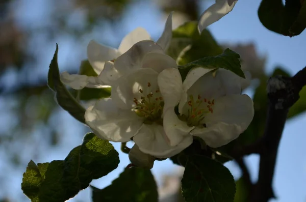 Flores Maçã Primavera Fundo Branco — Fotografia de Stock