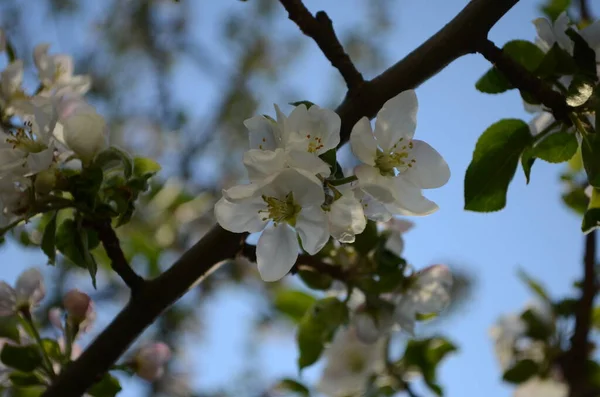 İlkbaharda beyaz arka planda elma çiçekleri açar.