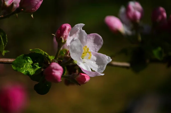 春に白を背景にしたリンゴの花 — ストック写真