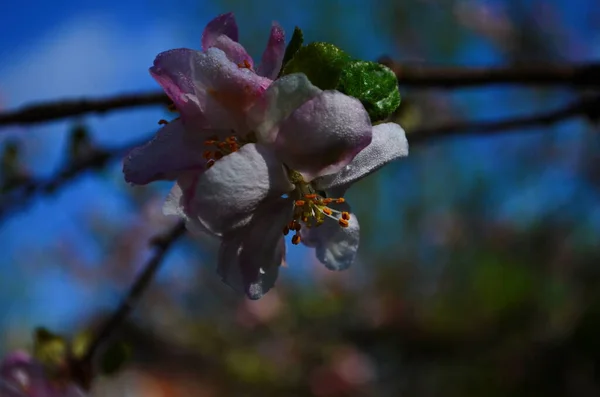 Äpple Blommor Våren Vit Bakgrund — Stockfoto