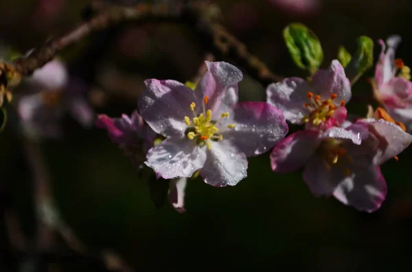 春に白を背景にしたリンゴの花 — ストック写真