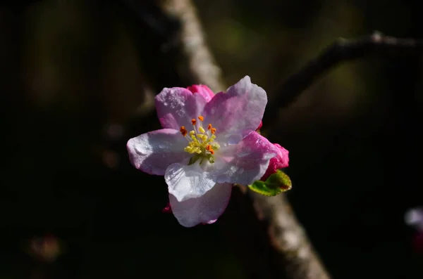 春に白を背景にしたリンゴの花 — ストック写真