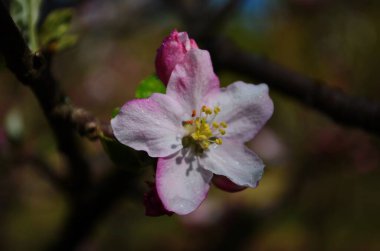 İlkbaharda beyaz arka planda elma çiçekleri açar.