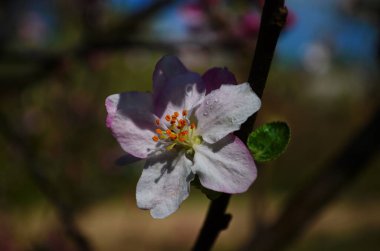 İlkbaharda beyaz arka planda elma çiçekleri açar.