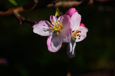 İlkbaharda beyaz arka planda elma çiçekleri açar.