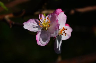 İlkbaharda beyaz arka planda elma çiçekleri açar.