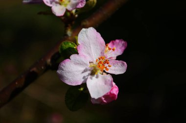 İlkbaharda beyaz arka planda elma çiçekleri açar.