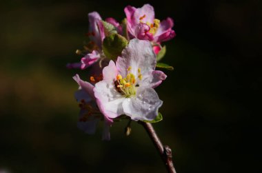 İlkbaharda beyaz arka planda elma çiçekleri açar.