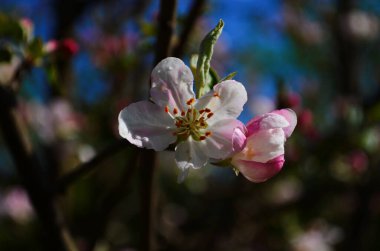 İlkbaharda beyaz arka planda elma çiçekleri açar.