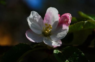 İlkbaharda beyaz arka planda elma çiçekleri açar.