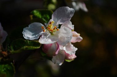 İlkbaharda beyaz arka planda elma çiçekleri açar.