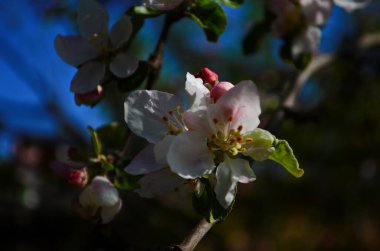 İlkbaharda beyaz arka planda elma çiçekleri açar.