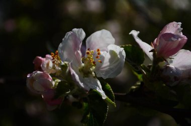 İlkbaharda beyaz arka planda elma çiçekleri açar.